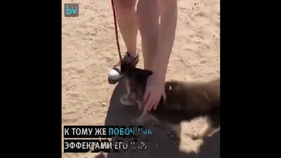 Карликовая немецкая овчарка